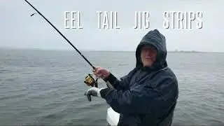 Bluefish on 5 1/2