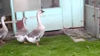 Afrikanische H&ouml;ckerg&auml;nse