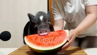 ASMR | Pig eating watermelon