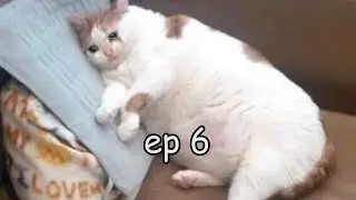 Basically The Witcher EP6
