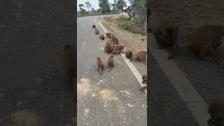 #animals #helping #work #animallovers #premanandjimaharaj #subscribe #feeding #helping #trending #yt