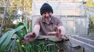 Garlic Growth Test: Early Planting vs Sprouted Power