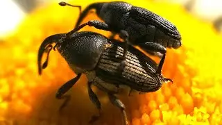 Flower Weevil | Snout Beetle | Eating nectar, crawling, flying