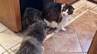 🔉Loki Brazenly Swats Miss Luna Cat during Treats with Cat Daddy 😲 