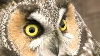 Long-eared Owls