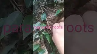 # parasitic roots  #biology concepts #haustoria