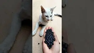 Satisfying ASMR 🌈 Reverse Beads Cat Magic#shorts #cat #satisfying #asmr #beads
