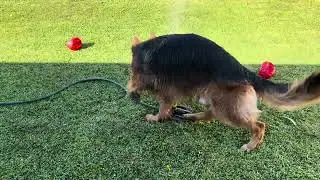 The Land Shark