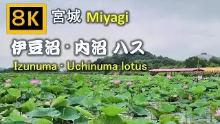 【8K】宮城 伊豆沼  •内沼の蓮 Miyagi Izunuma • Uchinuma lotus