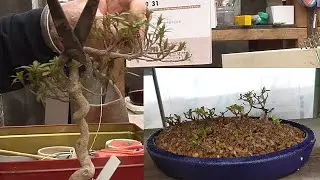 さつきのいかだ作り