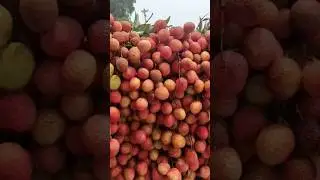 Saharanpur to Dehradun #freshfruits  #Lichi #guava  #plum #Apricot #Watermelon