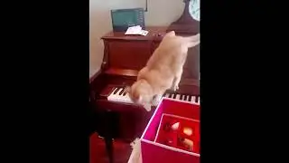 funny 🐹cat 😹😂#funncat #funandfun #funnyshorts #funnyanimals #funyy