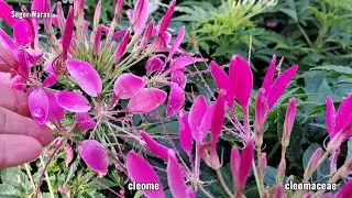 Bunga Laba - Laba Bunga Cleome Keluarga Cleomaceae