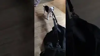 My girl,want pull my gymbag🥰🥰 #dog #puppy #staffyff #funny #dogs #cute #dogshorts #pitbull #staff