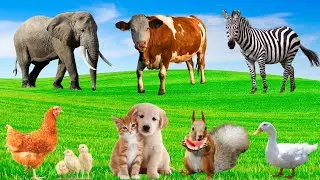 Funny Animals - Zebra, Rabbit, Sheep, Squirrel, Cat, Dog, Duck - Animal Moments