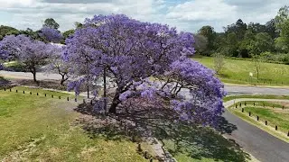 Jacaranda Park, Goodna, Evan Marginson Park, OCT 25 4K