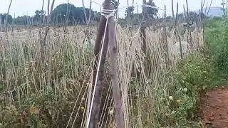 Sustainable Tomato Harvesting and Organic Pest Management on the Farm