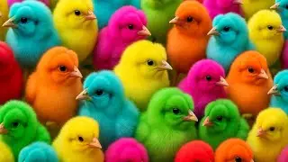 Amazing Sounds Effect Enjoy And Rainbow Color Full Cute Chicks Playing 