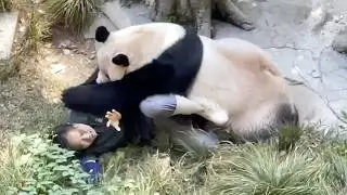 Panda Attacks Zookeeper 😱