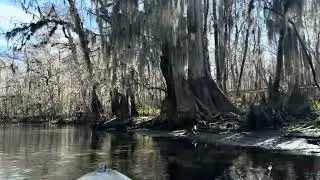 Kayaking  with Manatees 