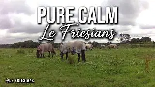 Calm Daytime Grazing 🖤 Friesian Horses Relaxing in the Pasture  Le Friesians