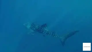 OCEANS7VEN: Below the Surface | Shark Loop with Tension & Depth