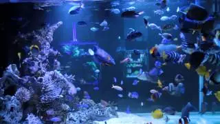 DK. Reef Tank. Fish Only