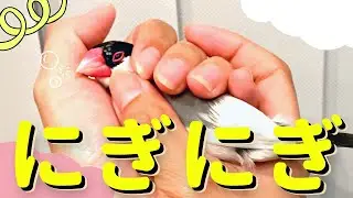 文鳥をぎにぎをしたときの反応がかわいすぎた...笑 Java sparrow