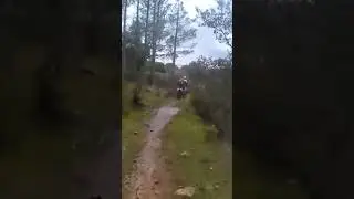 Pineta Canadese