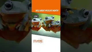 #staycurious #STEM #STEAM #exploration #kidsscience #science #shorts #wildlife #animals