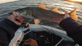 Ca Delta Striped bass // Early Fall Schoolies are showing up 🐟