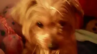 MY DOG IS GONNA GET FIRED FROM HIS JOB! ( so mad at him!)