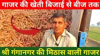 गाजर की खेती कब और कैसे करें || Gajar ki kheti kaise karen || गाजर की खेती कब और कैसे करें ||