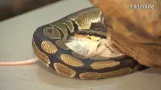 ZOO TV - Zoo Talk: Schlangen als Haustiere