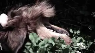 Prehistoric Pigs - Interstellar Gunrunner - HD (Official)