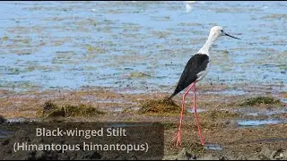 Black-winged Stilt Calling | Greece
