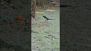 A #careful #Eurasian #magpie #watching out for #danger | #shorts