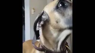 Great Dane Burps and Gives Heavy Paw