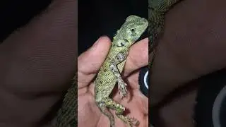 Recop. Animales de la Selva Parte 01.  #animals #naturaleza #insects