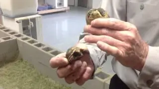 Tortoise breeding facility