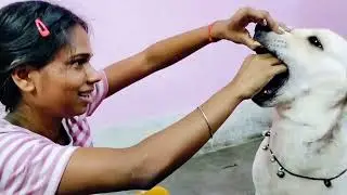 Misty ka biscuit Monu Le li 🤤🐶 //#labrador #viralvideo #doglove #cutedog #monu #molly