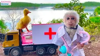 When baby monkey Obi becomes a doctor