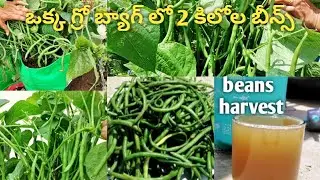 use this fertilizer for huge and healthy harvest |organic terrace garden