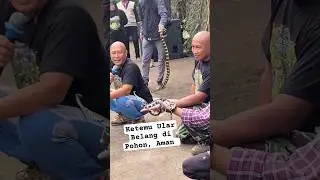 Jika bertemu Ular Belang di Pohon, Aman