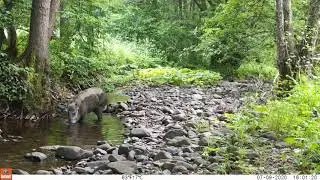 Bushnell Trophy Cam HD 24MP Diviak lesn&yacute;- Sus scrofa