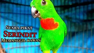 Suara Pikat Srindit Memanggil Kawan  || SERINDIT JANTAN GAGOR 2025