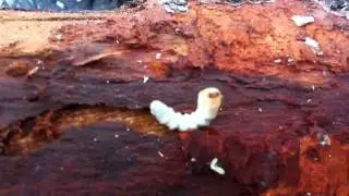 Larva inside rotten log
