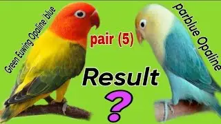 How to produce parblue Euwing Opaline, green Euwing Opaline into parblue Opaline pairing result.