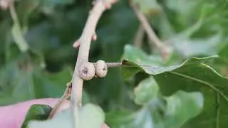 Identifying Common Hardwood Trees