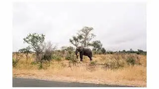 Kruger National Park with the Leica Q in March 2022 by 2ndjoeywied